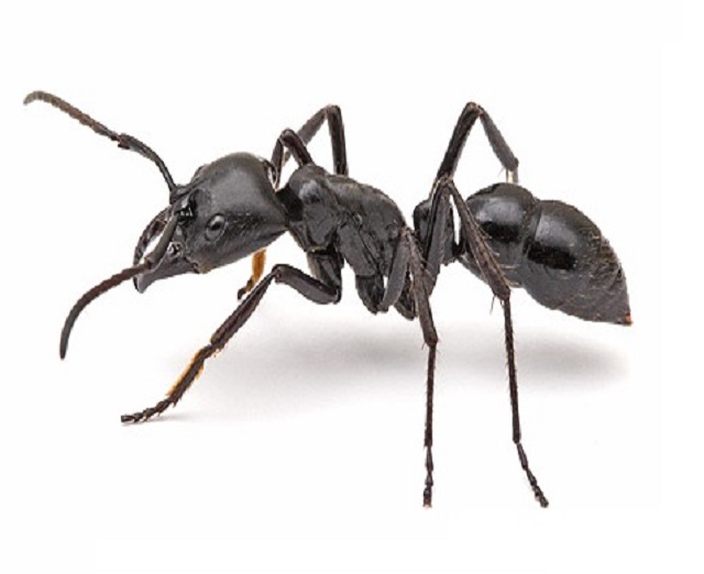 Горные муравьи в китайской медицине